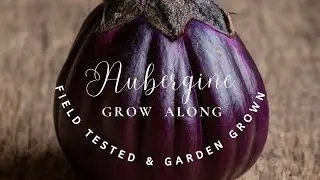 How to Grow Aubergines from Seed in the UK 🍆 | Aubergine Grow Along (Heat, Timing & Care)