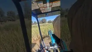 #land #selfsufficiency #Outdoors #wild #Life #homesteading #explore  #shorts #shortvideo #australia