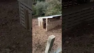 11 October, Clearing the paddock #agriculture #pigbreeding #farm
