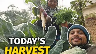 Morning Harvest from My Backyard Garden | @RanvijayUncut