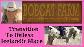Icelandic Mare Transition To Bitless