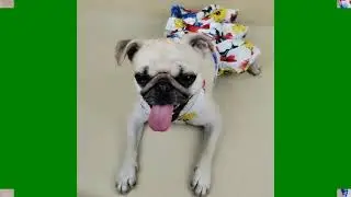 ONE Pets Dog Fancy Clothes Dresses swaters for samll dogs  fashion  show Geena Bonita 一
