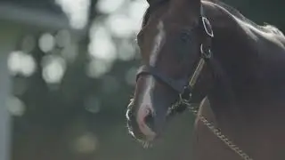 Spendthrift - Jackie's Warrior