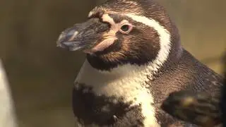 Sustainable Seafood at the KC Zoo