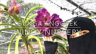 BUNGA #ANGGREK | WINDY NURSERY