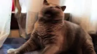 Cat CanCan Dance