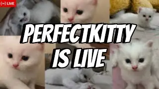 🐾 LIVE: Adorable Persian Kittens Playtime | Cute Fluffy Cats Streaming Now! 🐱💖
