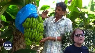 Les plantations de banane toujours affectées par la maladie des «raies noires»