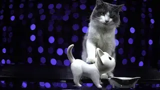 Video Game Playing Cat  - Raffle for Car Audio Addiction Network
