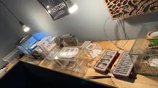 Ant Maintenance Day