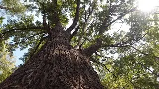 Family tree