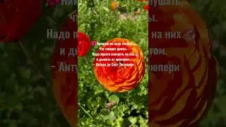The Flower Fields at Carlsbad Ranch 2024  #california #flowers #flowerfields  #цветы #nature