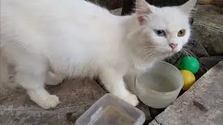 Momen Kucing Jadi Alarm Makan Paling Menggemaskan! 😻 #MeowTime