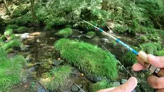 菊池川水系　ヤマメ