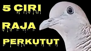 NO 4 PALING MUDAH DI KENALI ,,, CIRI RAJA PERKUTUT SANGAT BERWIBAWA & DAYA MISTIS YANG LUAR BIASA