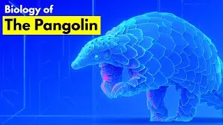 The Impossible Biology of: The Pangolin