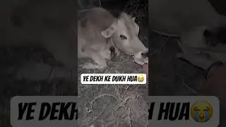 I Saw Cow Suffering 🐄 💔 #minivlogshorts #minivlog