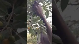 use fruits from the bush us food #hadzabe #africa #hadzabetribe #animals