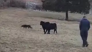 Orion working kelpie, first lesson on cows with Michael Stewart, KY