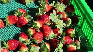 Strawberry season in Bundaberg