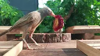 A Squirrel's Tale: Its Role in Seed Dispersal for Backyard Birds