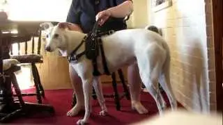 Service Dog Uses Counterbalance To Help Handler Stand