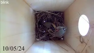 House Sparrow Bird Nest Build (45 Days in 15 Minutes)