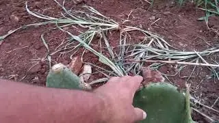 Porqe o espa&ccedil;o maior entre linhas da palma gigante?