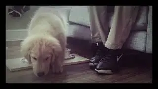 AmericanK9's Rocky Odor Intro