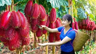 Ly Trieu Ca: Harvesting giant sweet tropical red luffa - Recipe traditional fruit cake in village