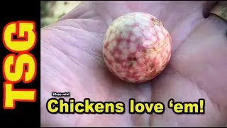 What's inside an oak apple?