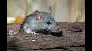 scp 027 : Vermin God