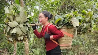 Harvesting Pine Leaves: How to Prepare and Preserve for Long-Term Storage for Pigs | Trieu Mai Huong