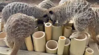 Bamboo forage feeder - Meerkat results
