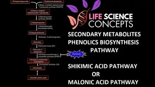 Phenolics- Plant Secondary Metabolites ( Shikimic Acid Pathway Or Malonic Acid Pathway )