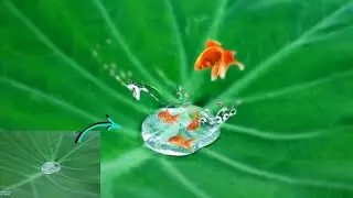 New creative macro photography tutorial by imobileclicker