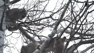 Une bagarre de Lynx #bagarre #bagarredelynx #combat #abonnetoi #viral #vs #2021