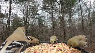 American Goldfinch, Tufted Titmouse