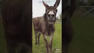 Iski toh kismat hi kharab hai  (End tak Dekho)😂🤪 Donkey laughing funny #shorts comedy
