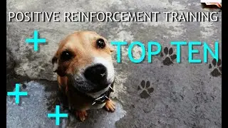 Top Ten Positive Reinforcement Training Tips - Dog Training Style Tool