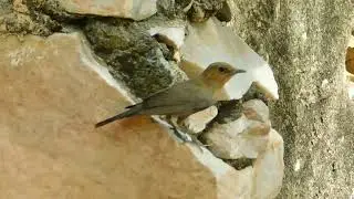 brown rock chat call or Indian chat song