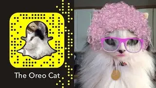 The Oreo Cat: Snapchat Compilation #1