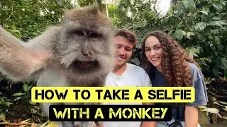 Bali’s crazy MONKEY FOREST 🇮🇩 Ubud, Indonesia