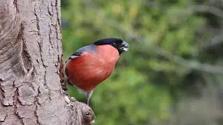 Stunning Bullfinch Male: A Close-Up Look at this Colorful Bird's Behavior
