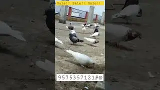 singrauli fancy pigeon▶️😮😨 pets#love#birds care#india