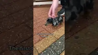 Little Dachshund boy 😍 | Daily Dose of Dachshund | #shorts #dachshund #dog