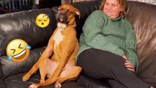 2025 Is Almost Over… But These Dogs Are Still Pure Comedy 😂🐶 Funny Dog Videos 2025 #19