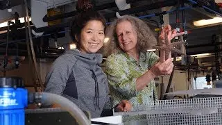 Meet the Scientist: Marine Biology and Biomechanics