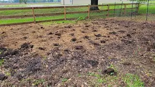 Pig and Chicken Garden - Mangelwurzel Beets and Tromboncino Squash