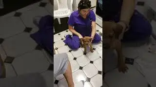 Rhodesian Ridgebacks health check